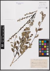 Foto von Salix aurita L. x Salix repens L.